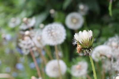 Close-up of white flowering plant