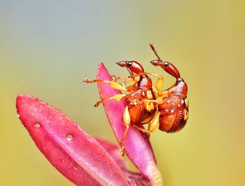 Close-up of insect pollinating flower