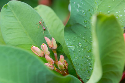 Close-up of raindrops on plant leaves