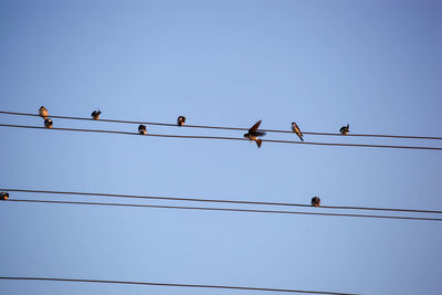 Low angle view of birds perching on cable