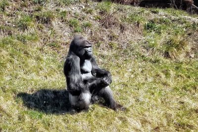 Monkey sitting on a field