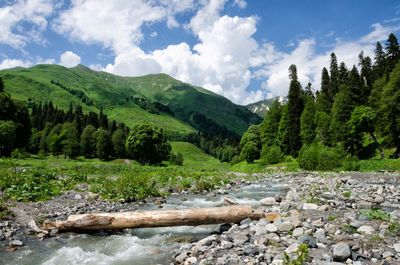 Scenic view of river in forest against sky