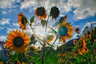 Close-up of sunflower against sky