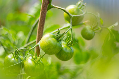 Green unripe tomatoes growing on branch