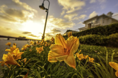 Close-up of plant against sky at sunset