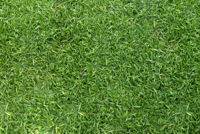 Full frame shot of green grass