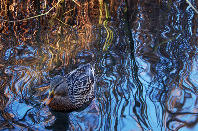 Ducks in pond