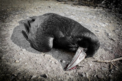 Close-up of sea lion on sand at beach