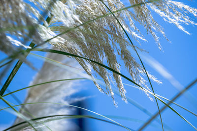 Low angle view of tree against blue sky