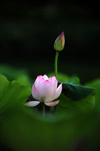 Close-up of pink water lily