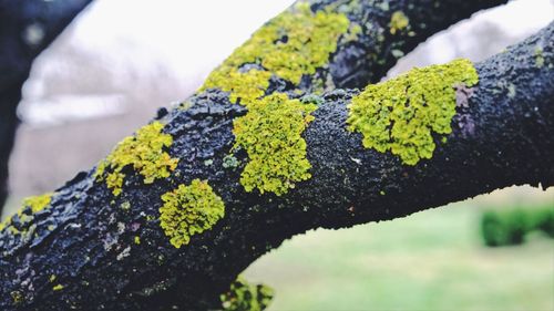 Close-up of lichen on tree trunk