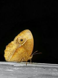 Close-up of butterfly over black background