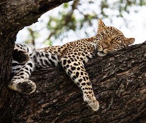 View of cat on tree trunk