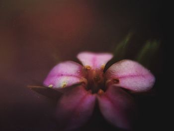 Close-up of pink flower
