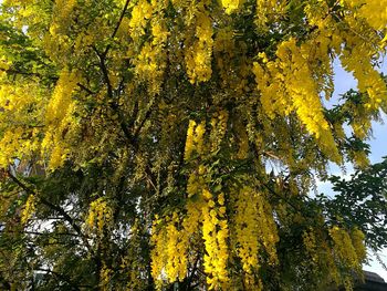 Low angle view of yellow flower tree