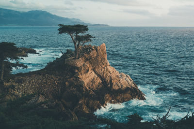 Lone cyprus 17 mile drive