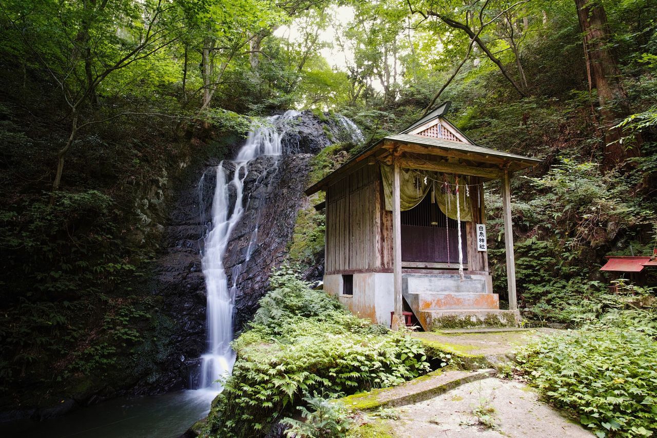 tree, built structure, waterfall, flowing water, forest, plant, architecture, building exterior, water, house, flowing, nature, motion, growth, green color, day, rock - object, outdoors, no people, beauty in nature