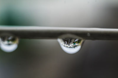 Close-up of water drop on leaf