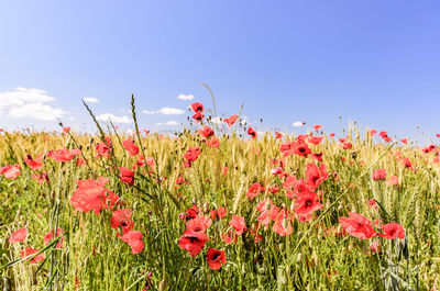 Close-up of poppies blooming in field against clear sky