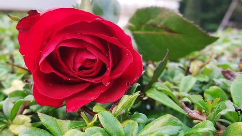 Close-up of red rose