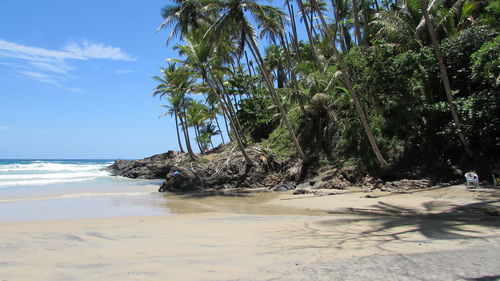 Palm trees on beach