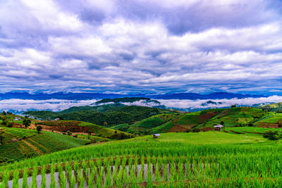 Scenic view of agricultural field against sky