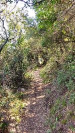 Footpath amidst trees in forest