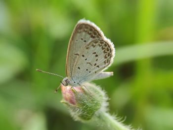 Close-up of butterfly pollinating flower