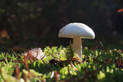 Close-up of mushroom growing on field