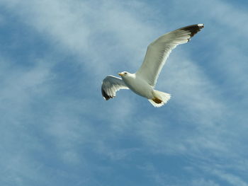 Low angle view of seagull flying