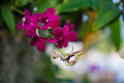 Close-up of pink flowering plant