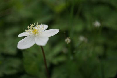 Close-up of white flower blooming outdoors