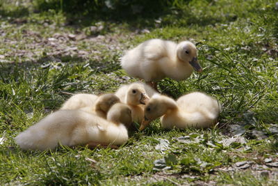 View of sheep on grass