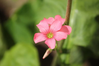 Close-up of pink flower blooming outdoors