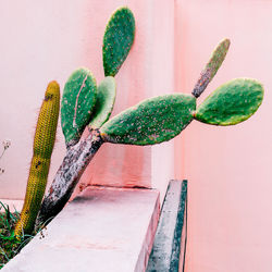 Plant on pink concept. cactus. minimal design