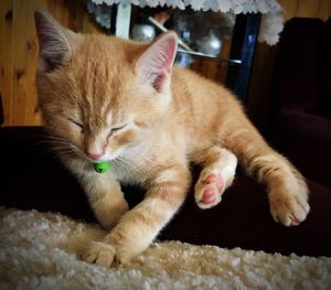 Close-up of ginger cat relaxing at home