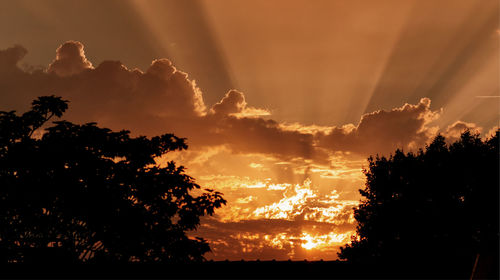 Low angle view of silhouette trees against sky during sunset