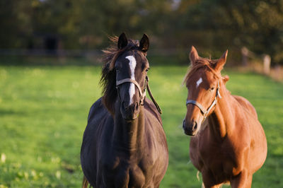 Two horses side b on a pasture in the sidelight of the evening sun looking directly into the camera.