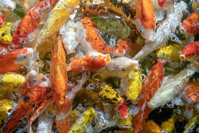 Close-up of koi fish in sea