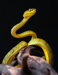 Close-up of snake