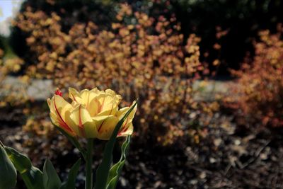 Close-up of yellow flowering plant on field