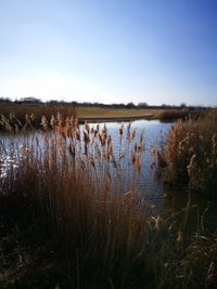 Scenic view of lake against clear sky