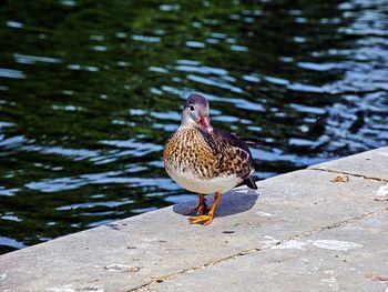 High angle view of seagull perching on a lake