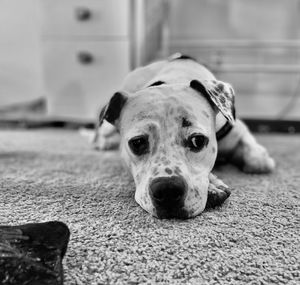 Close-up portrait of dog resting