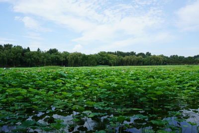 Scenic view of field against sky