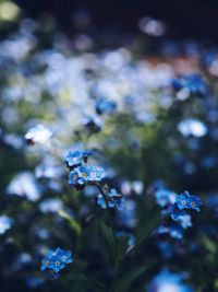 Close-up of purple flowering plant