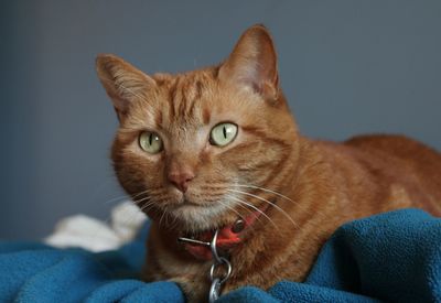 Close-up portrait of a cat