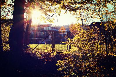 Sun shining through trees