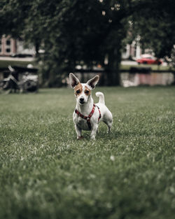 Dog running on grassy field