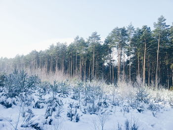 Scenic view of snow covered landscape